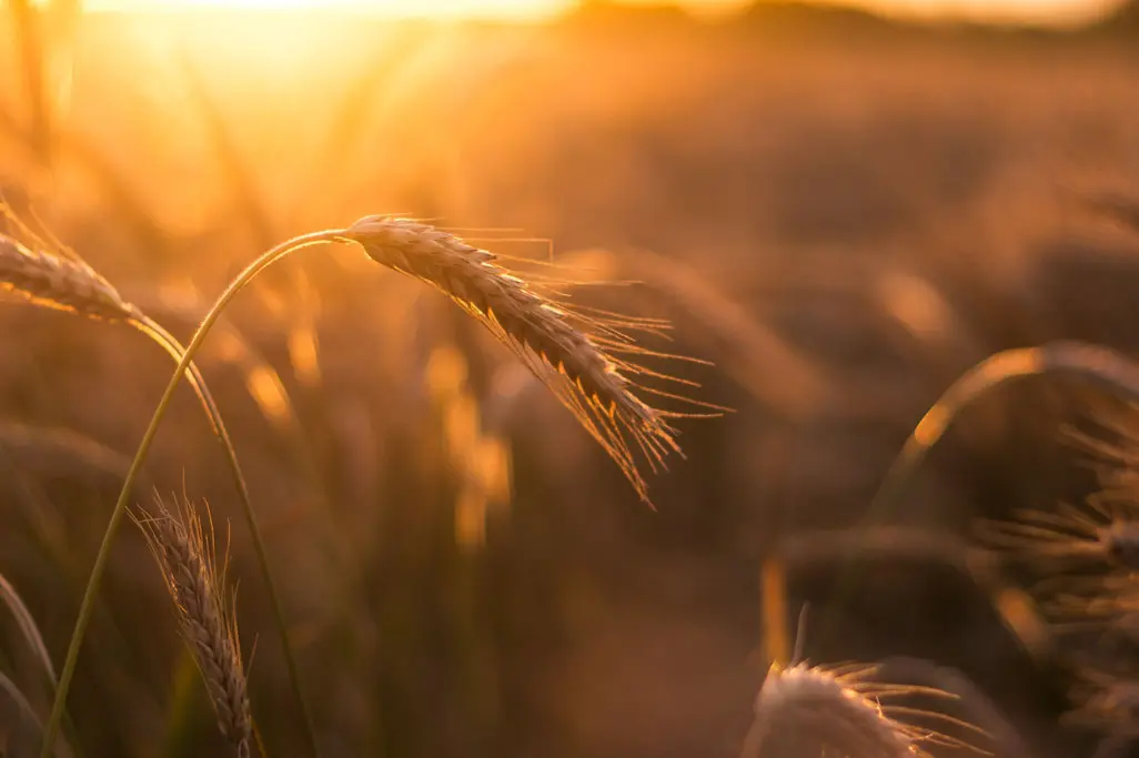 Wheat fields